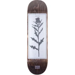 Pass~Port Invasive Species Scotch Thistle 8.25 Skateboard Deck- Decks