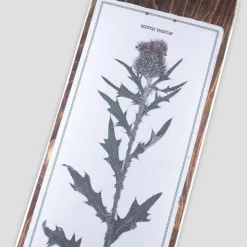 Pass~Port Invasive Species Scotch Thistle 8.25 Skateboard Deck- Decks